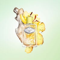 Infusion de Gimgembre  100ml-218057 Infusion de Gimgembre  100ml-218057 3